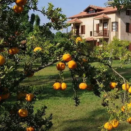 Yonca Φετιγιέ